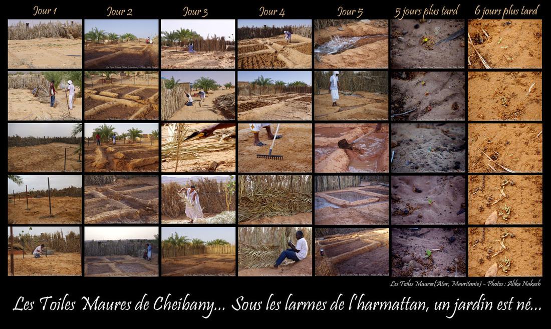 Sous les larmes de l'harmattan, un jardin est né... 1