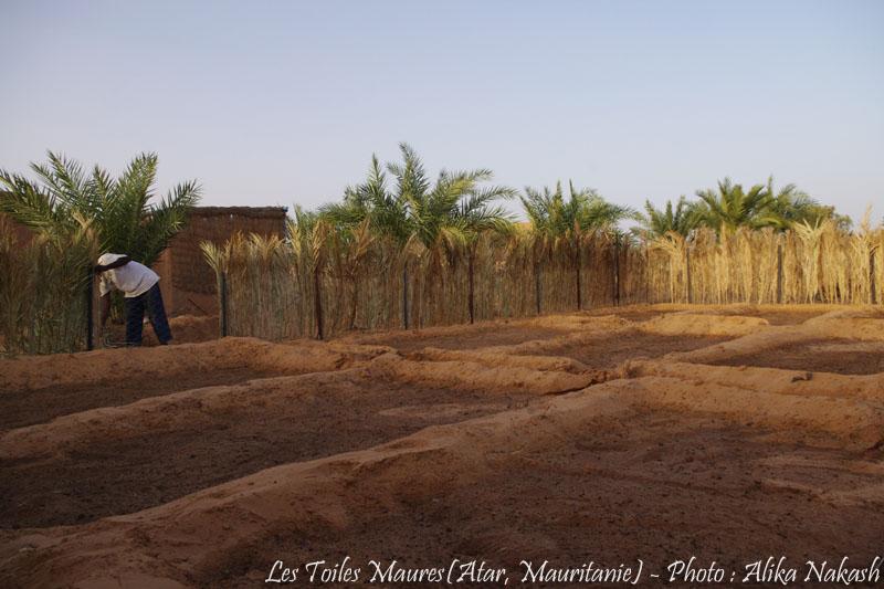 Sous les larmes de l'harmattan, un jardin est né... 39
