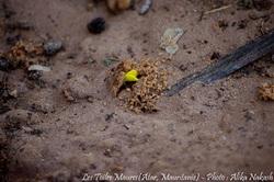 Sous les larmes de l'harmattan, un jardin est né... 79