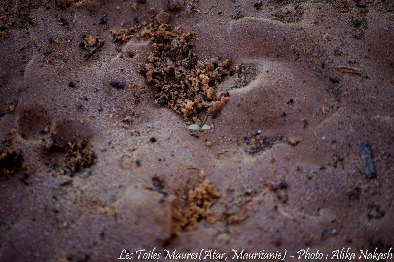 Sous les larmes de l'harmattan, un jardin est né... 81