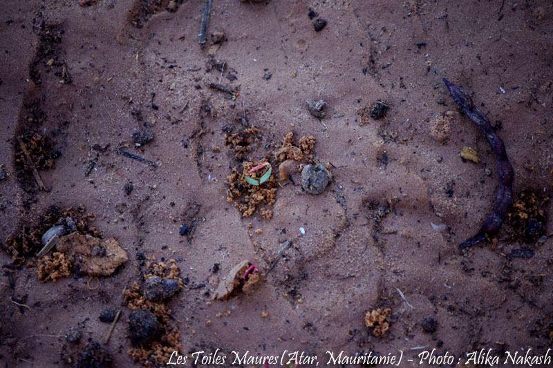 Sous les larmes de l'harmattan, un jardin est né... 83