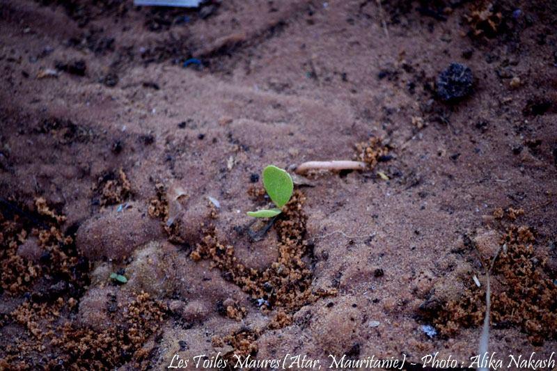 Sous les larmes de l'harmattan, un jardin est né... 84