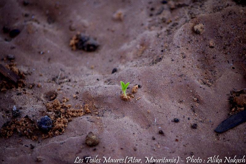Sous les larmes de l'harmattan, un jardin est né... 85
