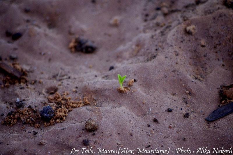 Sous les larmes de l'harmattan, un jardin est né... 87