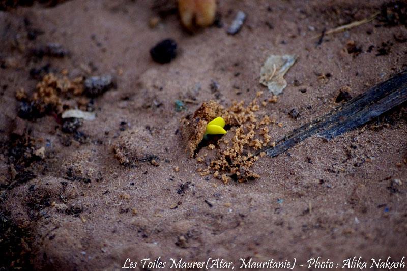 Sous les larmes de l'harmattan, un jardin est né... 91