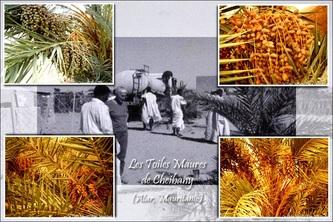 Une oasis 1