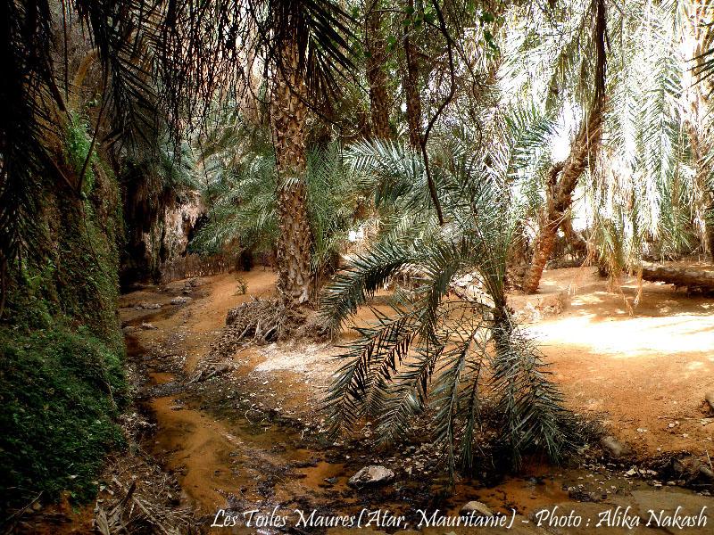 Adrar, train du désert et Banc d'Arguin 7