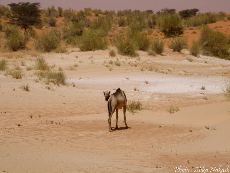 Au gré des sables 3
