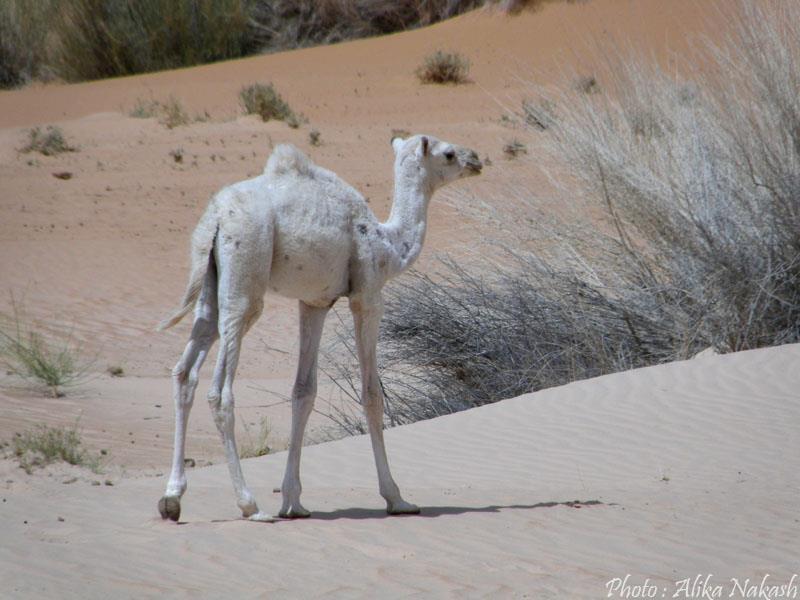 Au gré des sables 4
