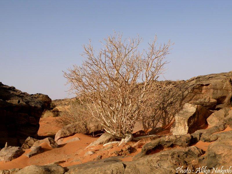 Au gré des sables 22