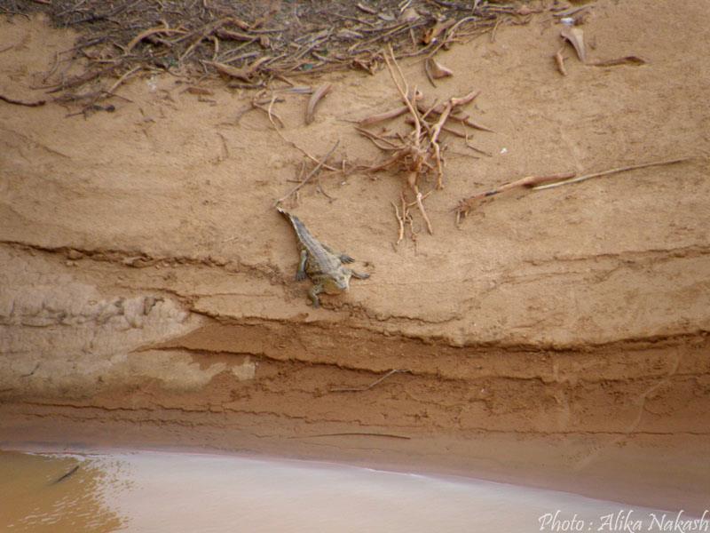 Au gré des sables 33