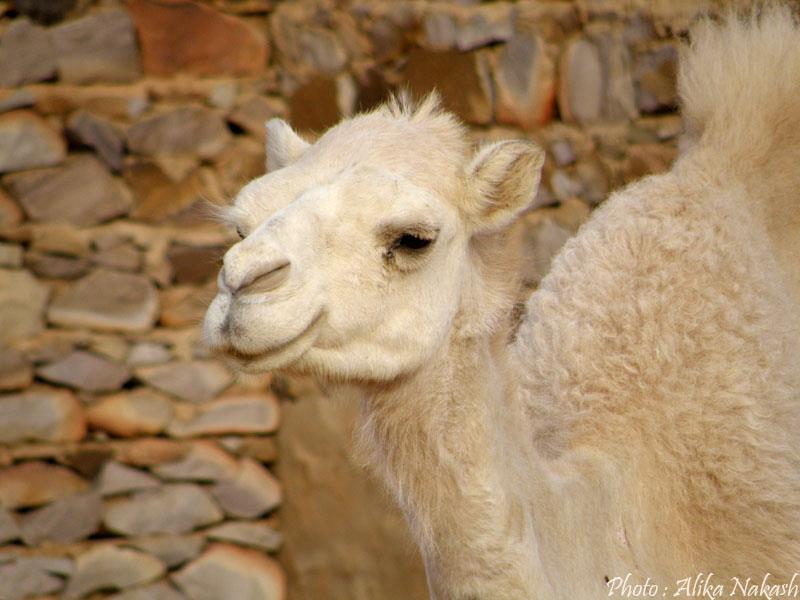 Au gré des sables 36