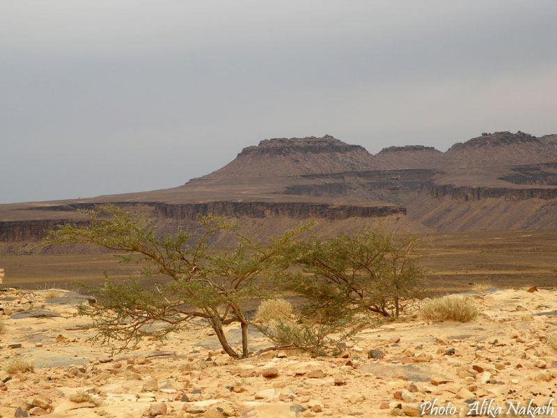 Au gré des sables 64