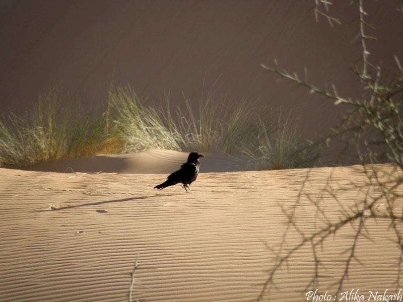 Au pays des princes 11