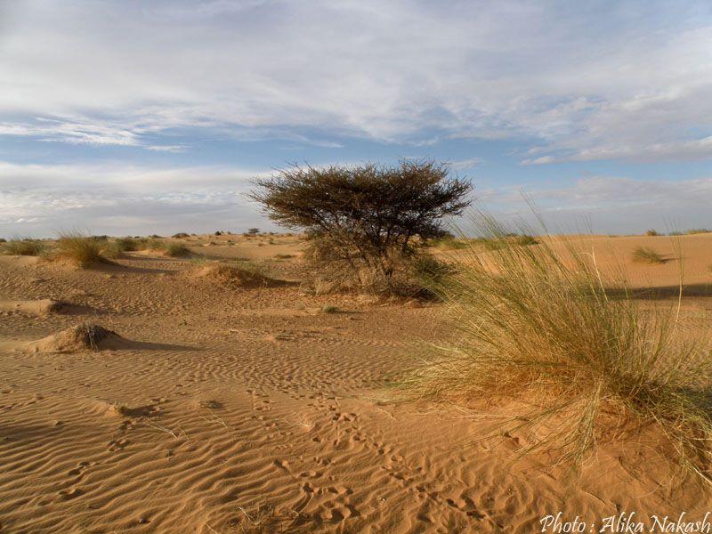 Au pays des princes 15