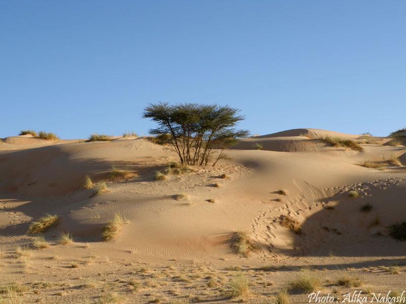 Au pays des princes 16