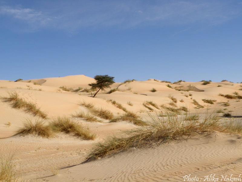 Au pays des princes 21