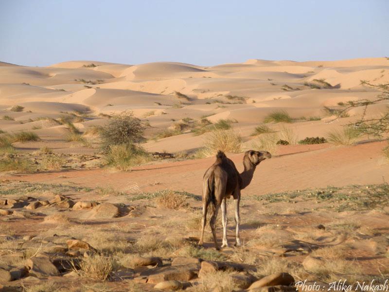 Au pays des princes 28