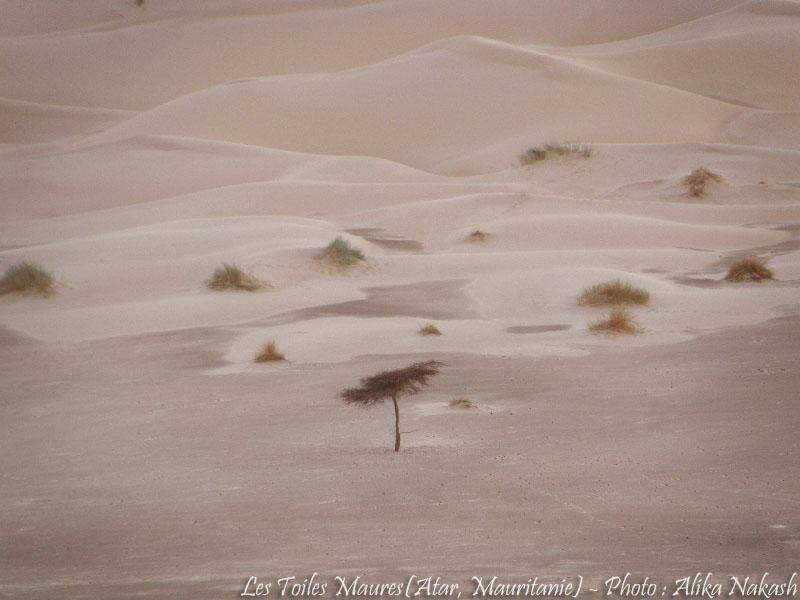 Au printemps chantaient les dunes 5