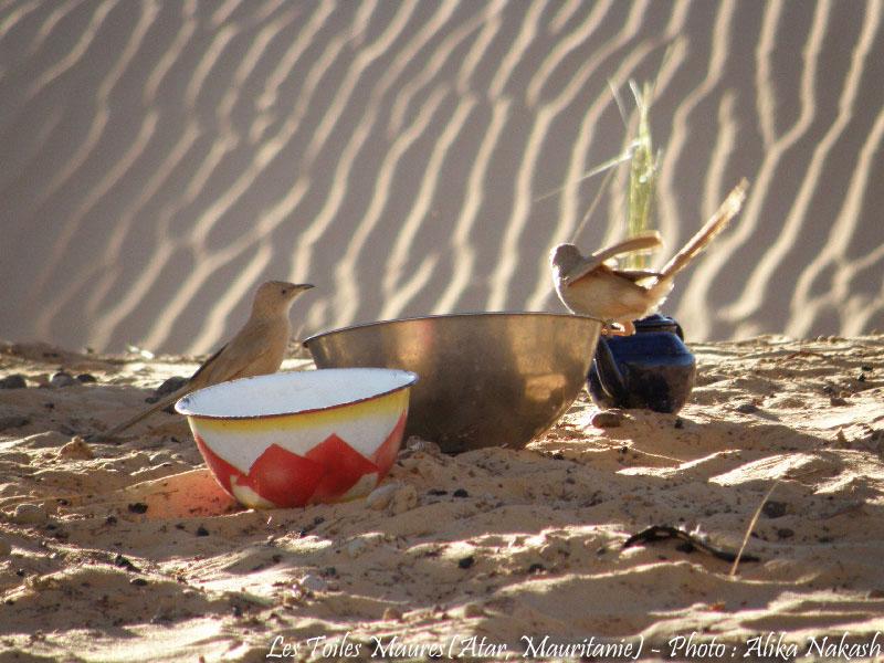 Au printemps chantaient les dunes 6
