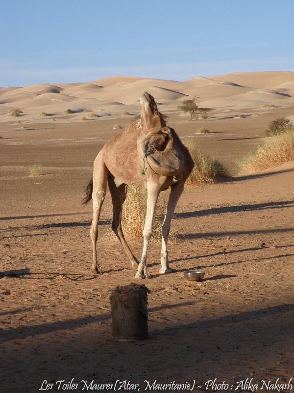 Au printemps chantaient les dunes 7
