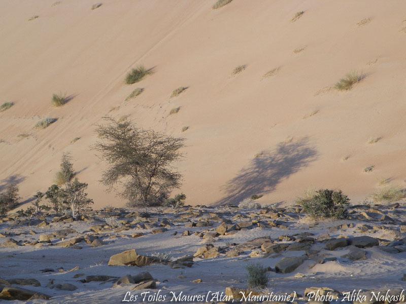 Au printemps chantaient les dunes 29