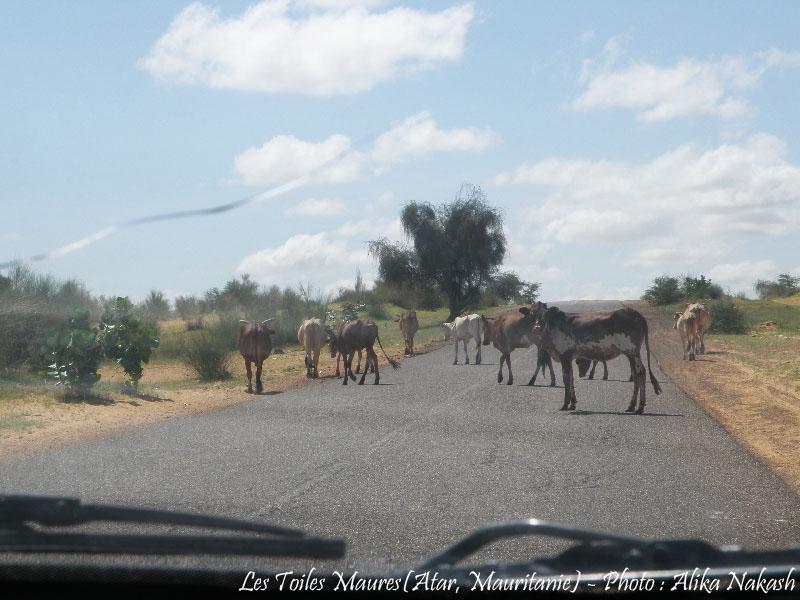 Sur la route de Kiffa... 2