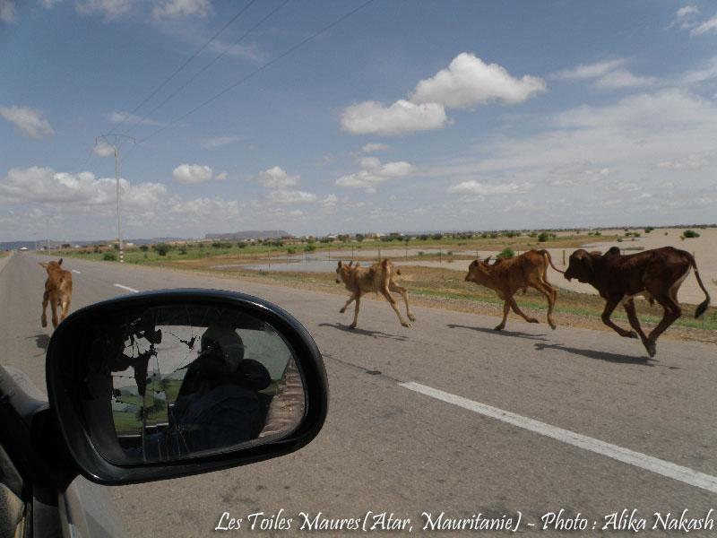 Sur la route de Kiffa... 5